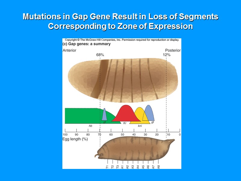 Mutations in Gap Gene Result in Loss of Segments Corresponding to Zone of Expression Mutations in Gap Gene Result in Loss of Segments Corresponding to Zone of Expression